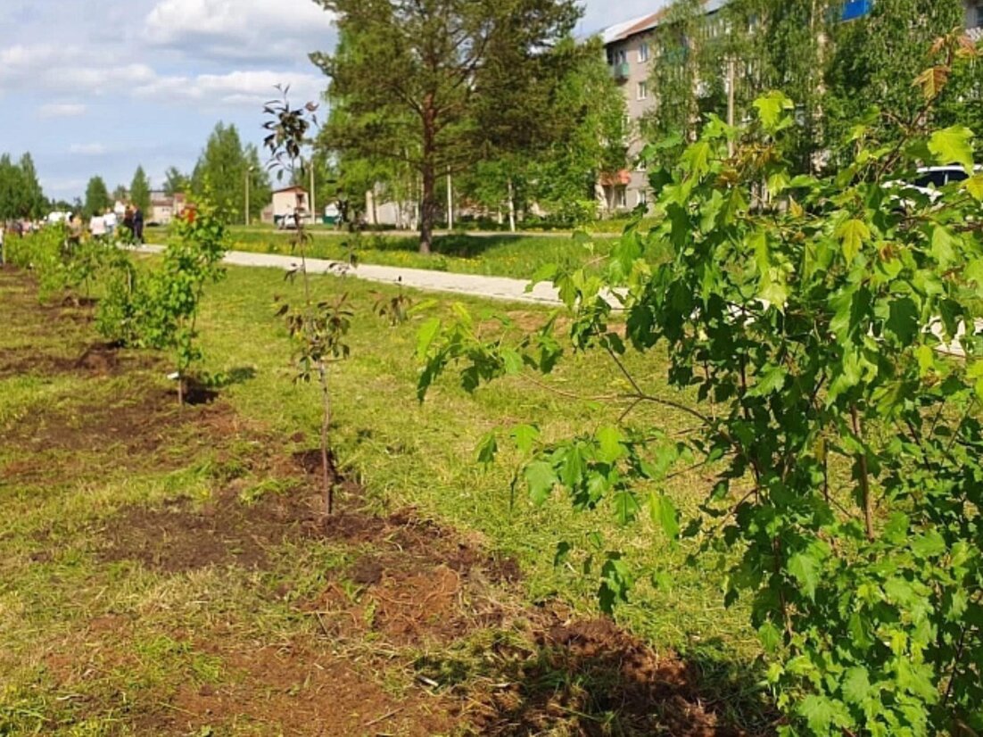 Благоустройство котлас. Деревья Архангельска. Сквер по улице Архангельской. Аллея деревьев герою свою. Сад памяти фото.